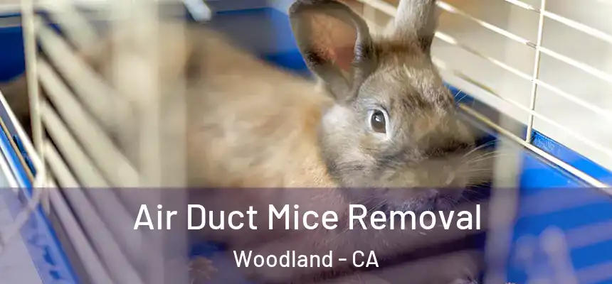  Air Duct Mice Removal Woodland - CA